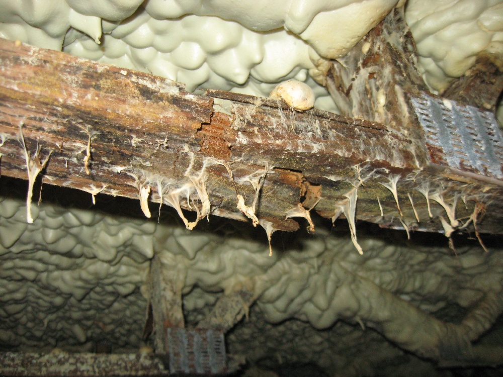 Crawl Space Repair, Project 1: Photo 2